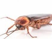 Entomofobia, miedo insectos