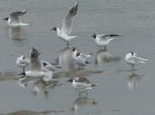 inicio paso postnupcial