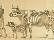 Atlas animal anatomy artists