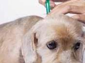 Enfermedad garrapatas perros, síntomas tratamiento: Ehrlichiosis Canina