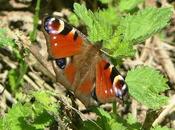 Mariposas nuevas viejas