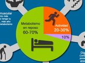 ¿Qué para sirve METABOLISMO BASAL?