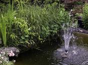 fuente peces.