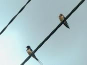 Nuevas golondrinas