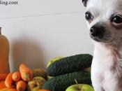 alimentos pueden comer perros