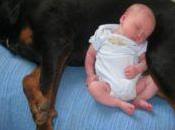 Increíble perro rottweiler cuidó toda noche bebé abandonado salvó vida