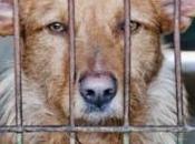 psicopatología detrás violencia hacia animales