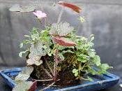 Plantas acento lajas para acentos