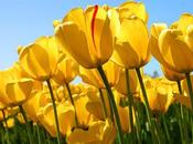 Lista Deseos Dresslily