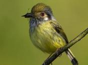 Mosqueta enana (Eared Pigmy-tyrant) Myiornis auricularis