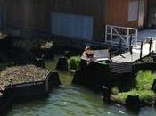 Este jardín flotante Rotterdam está fabricado plásticos reciclados recogidos