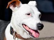 Jack russell terrier