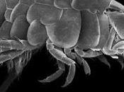 Myalella maya, nuevo anfípodo México