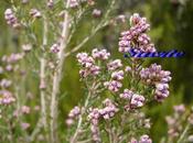 Erica cinerea, BREZO