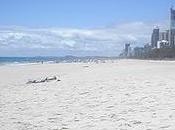 Gold Coast entre Brisbane Surfers Paradise. Australia (tercera parte)