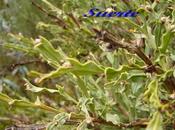 Genista tridenta