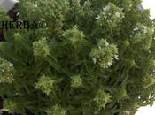 Albahaca (Ocimum basilicum