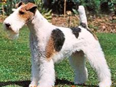 Terrier