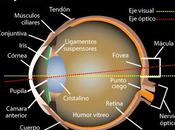 ¿Sabías existe punto ciego nuestro campo visión?