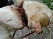 Julia, otra recompensa crueldad humana, intento ahorcamiento.