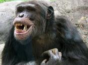 ríen primates?