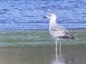 Bañugues, gavión gaviota argéntea