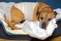 Cuidados postoperatorios mascotas