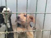 (SOS ALBACETE) PERRERA hellin,dama(galguita) meses, cruce galguita.