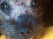 Historias adoptados.