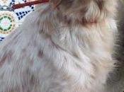 Jade, auténtica joya (Murcia)‏