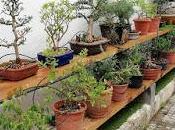 Associació bonsai Vallès: trabajos alambrado Junípero