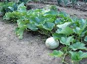 Melones