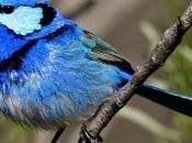 Conoce pájaro capaz reconocer sonido otras familias aves