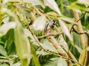 Pájaro chino pico rojo