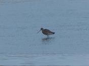 migración pone interesante