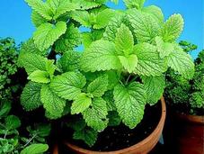 Cómo Cuidar Plantas