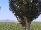 Bodegas Negro