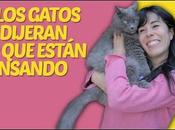 verdad sobre perros gatos