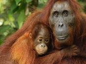 Orangutanes: Inteligentes, divertidos, tiernos… peligro extinción