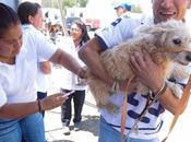 Ocupa edoméx primer lugar nacional esterilizaciones perros gatos