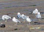 Gaviotas patiamarillas cantábricas