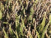 (Cheilanthes buchtienii)