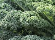 Trucos para cultivar Kale (Col Rizada)