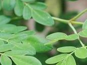 Moringa