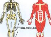 Nuevas Herramientas para evaluar Huesos, Articulaciones Músculos