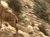 Postal Israel: Boker.