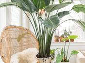 Dekorative Pflanzen Fürs Wohnzimmer Fotos Wirklich Stilvolle