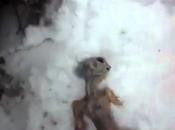 Alien Accidentado Nieve? Video Viral Caja Recuerdos