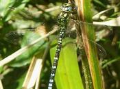 Empujada competencia