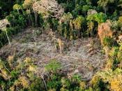 Cambio climático: quema pulmón planeta